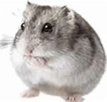 Image result for Peruvian Hamster