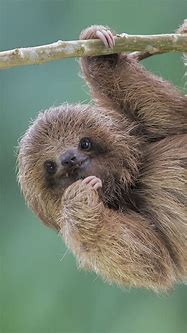 Image result for Cute Sloth iPhone Wallpaper
