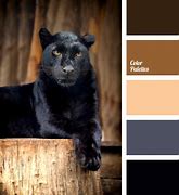 Image result for Jet Black vs Sable Color