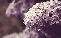 Image result for Lilac Aesthetic Wallpaper