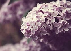 Image result for Lilac Color Computer Wallpaper