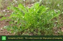 Image result for Astragalus angustiflorus