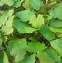 Image result for Physocarpus opulifolius Minion