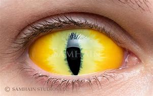 Image result for Soft Contact Lenses