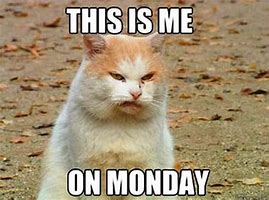 Image result for Happy Monday Cat Meme