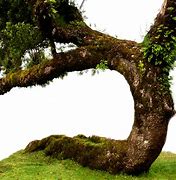 Image result for Old Tree PNG