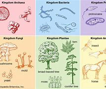 Image result for Types of Biologics