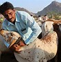 Image result for Cattle in Sudasn