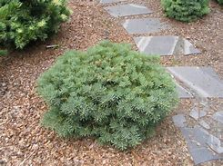 Image result for Abies concolor Olson Broom