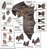 Image result for Different Types of Bats