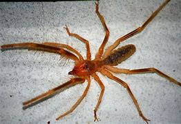 Image result for Biggest Spider Fangs