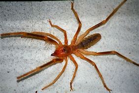 Image result for Spider Cricket