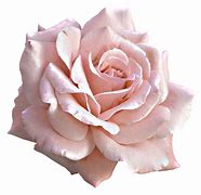 Image result for Light Rose Color