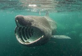 Image result for Basking Shark Inside Mouth