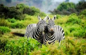 Image result for African Safari Animals