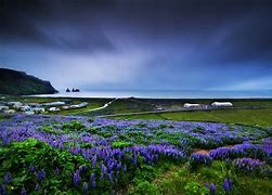 Image result for Landscape with Blue Lowers Wallpaper