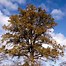 Image result for Quercus robur Compacta