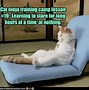 Image result for Where Cat Meme