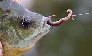 Image result for Worm On Hook Pic