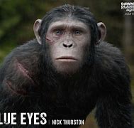 Image result for Planet Apes Oakland Meme
