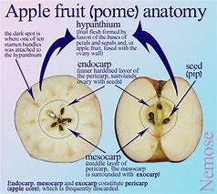 Image result for The Fruit Apple Cell