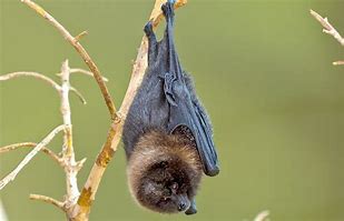 Image result for Small Fruit Bat
