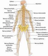 Image result for Nervous System