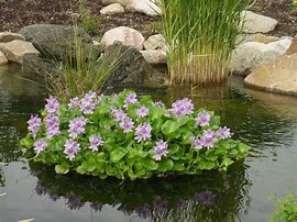 Image result for Floating Pond Plant Baskets