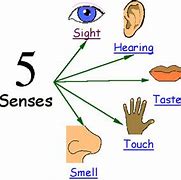 Image result for Activities for Teaching the Five Senses