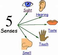 Image result for 5 Senses Project for Kindergarten