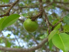 Image result for Manzanilla Fruit