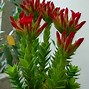 Image result for crassula_coccinea