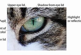 Image result for Cat Eye Diagram
