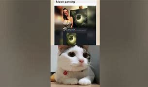 Image result for Xavier Cats Meme