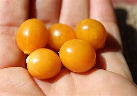 Image result for Grape Berry Pea Size