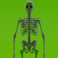 Image result for Bones Science