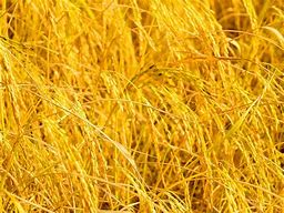 Image result for Golden Rice GMO