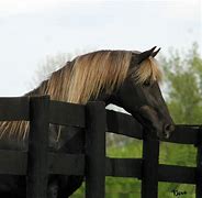 Image result for Dock Rocky Mountain Horse