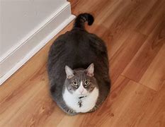 Image result for Chonker Meme