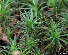 Image result for Polytrichum Life Cycle
