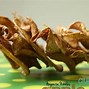 Image result for Dried Apple Slices