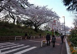 Image result for Sakura University Japan