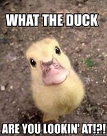 Image result for Duck in Camera Meme