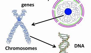 Image result for Difference Between Gene and DNA