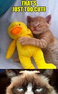 Image result for Beautiful Cat Meme