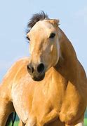 Image result for Horse Ear Positions