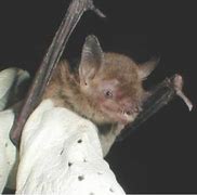 Image result for Texas Bat Species