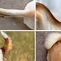 Image result for Snap Dog Tail