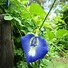 Image result for Blue Flower Vine Plant
