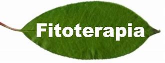 Image result for fitoterapeuta
